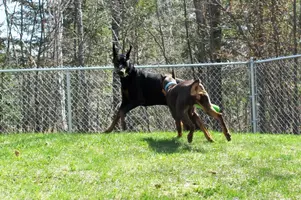 Chasing Albert with bad May 5 21.JPG
