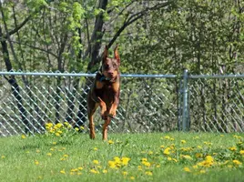 Running head on in dandilions better May 18 21.webp