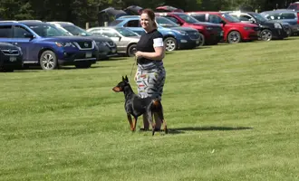 Male Doberman from rear.webp