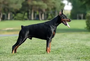 European-Large.webp