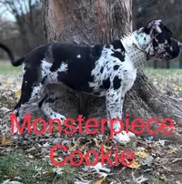 MonsterpieceCookie.JPG