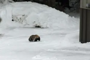 Skunk by snow bank and Morton Jan 10 21.webp