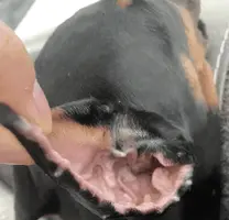 Ear1.webp