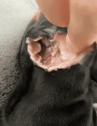 Ear2.webp