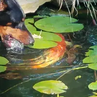 drinkin'g with the fish 2.jpg drinkin'g with the fish 2.jpg
