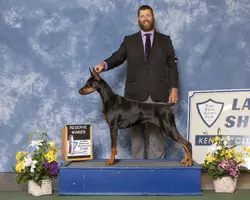 image.jpg