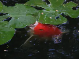 peek a boo.webp