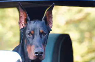 Vaughn Handsome.webp