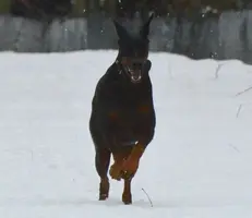 Vaughn Snow Run.webp