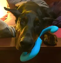 Sleepy Vaughn & Toy.webp