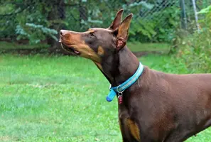 Head shot from side looking up tongue out Sept 14 21.webp
