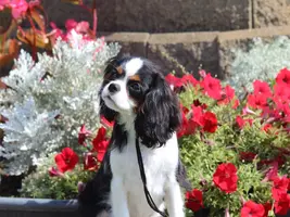 Cavalier in flowers sized for calendar.webp Cavalier in flowers sized for calendar.webp