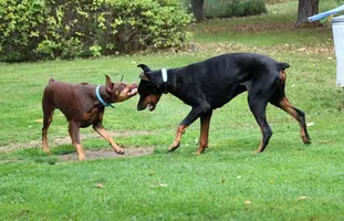 Both playing teeth 2 Oct 7 21.webp