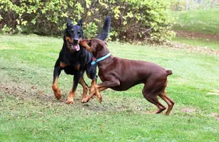 Running kissing Selleck Oct 7 21.webp