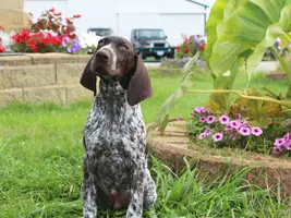 GSP pup sitting cute.webp GSP pup sitting cute.webp