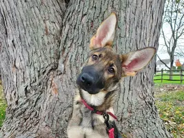 Gemma all ears.webp Gemma all ears.webp