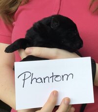 Phantom 4.jpeg