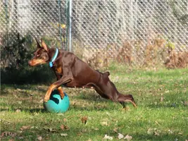 Leaping by jolly ball full Nov 4 21.webp