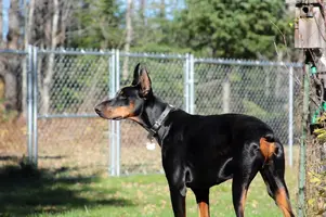 Standing alert from rear Oct 21 21.webp