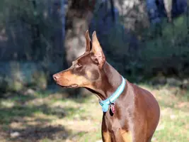 Phoebe head shot in sun spot Nov 9 21.webp