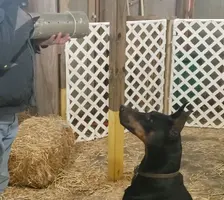 AJ-2021-11-23 Barn Hunt.webp