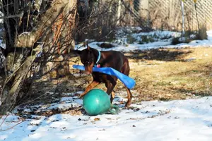 Playing with bat and jolly ball Nov 25 21.JPG