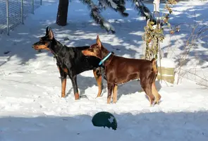 Both side by side alert in snow Dec 6 21.webp