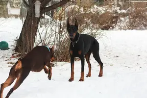 Standing alert Phoebe leaping to him Dec 14 21.webp