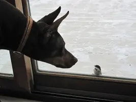 Nose to nose with Chickadee Dec 28 21.webp