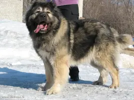 CaucasianShepherd.webp CaucasianShepherd.webp