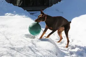 Pulling jolly ball out of snow for the first time Mar 24 22.JPG