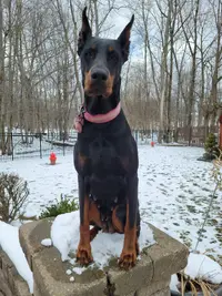 Zara 6yrs Old.webp