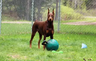 Standing alert with Jolly ball May 26 22.webp