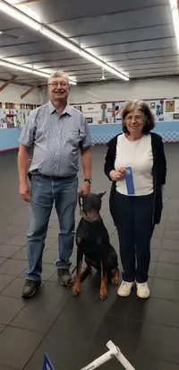 AJ High Scoring Doberman 3rd Leg.webp
