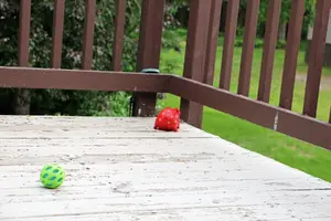 Pig in guard spot on deck June 14 22.webp