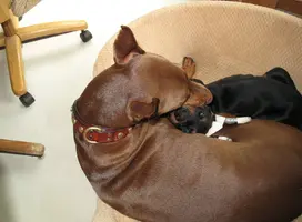 Snuggling with Della 2 Aug 24 11.webp