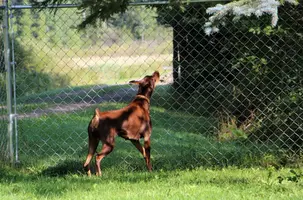 Barking up tree Sept 20 22.webp