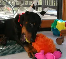 Playing  with toy 2.webp