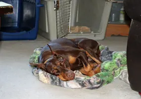 Curled up on blanket on floor Sept 28 22.webp Curled up on blanket on floor Sept 28 22.webp