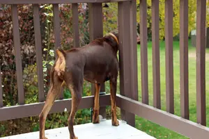 Looking off deck hackles up Oct 5 22.webp