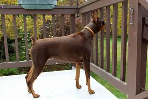 Looking off deck alert Oct 5 22.webp
