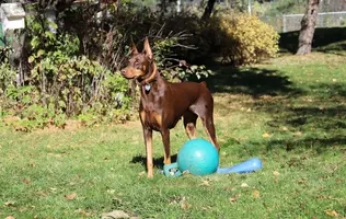 Alert with ball and bat Oct 18 22.webp