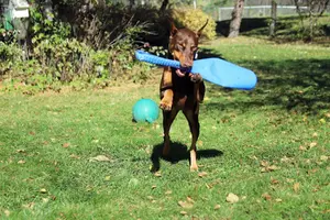 Running head on with bat silly Oct 18 22.webp