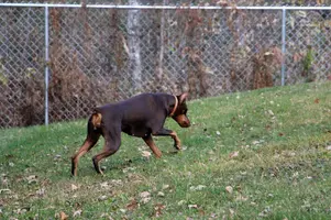 Stretched out looking at snake Oct 23 22.webp