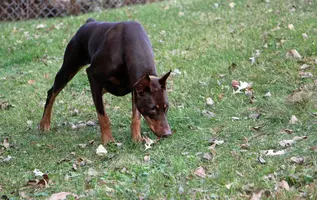 Sniffing snake Oct 23 22.webp