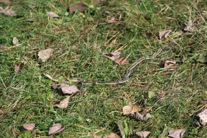 Snake on mound Oct 23 22.webp