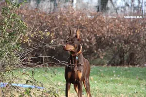 Alert by rose bush Oct 27 22.webp