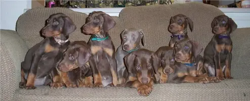 Dela pup group on couch 8 wks.webp