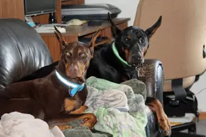 Both laying on couch Apr 24 21.webp