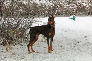 Alert in the snow Nov 14 22.webp